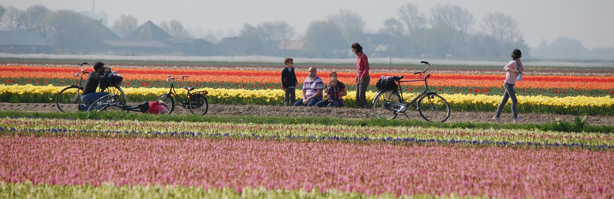 Fietsen door de Bollenstreek: boek uw Tulpenroute fietsvakantie bij Dutch Bike Tours!